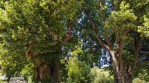 Baumschnittarbeiten an geschütztem Naturdenkmal in Büren
